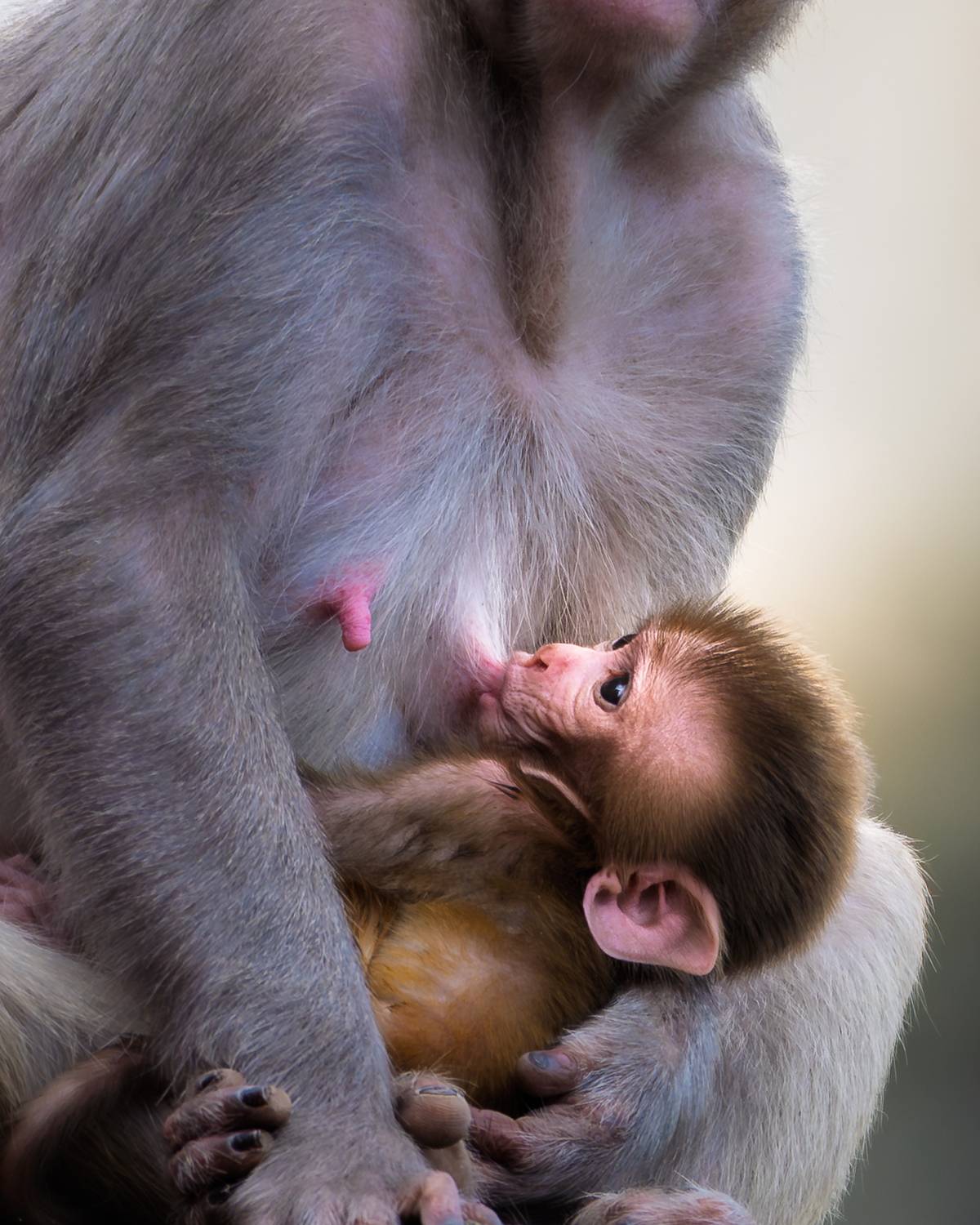 Bond of Life Bond of Life