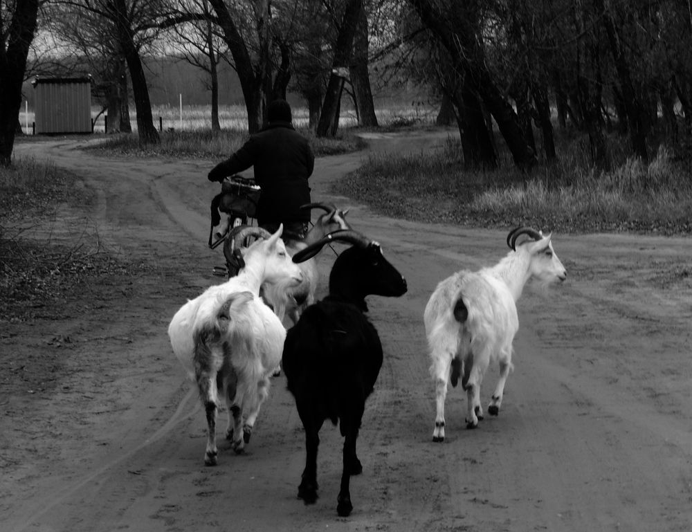 Photograph by Alexandr Alexandr
