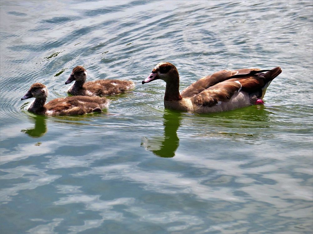 Mother duck and offspring