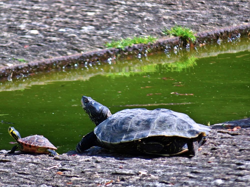 Mother and offspring