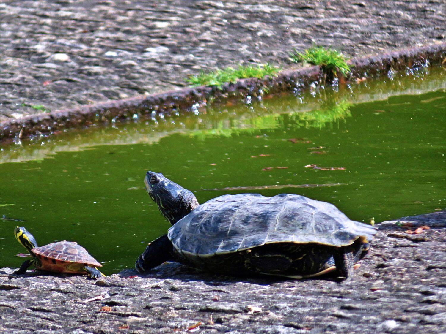 Mother and offspring