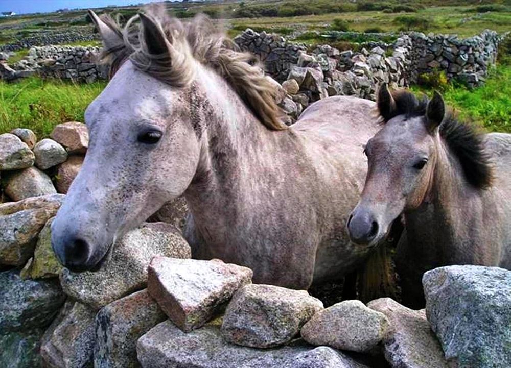 Mare and her foal