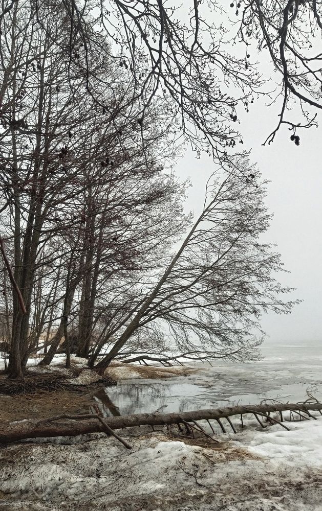 Март на Куршском заливе