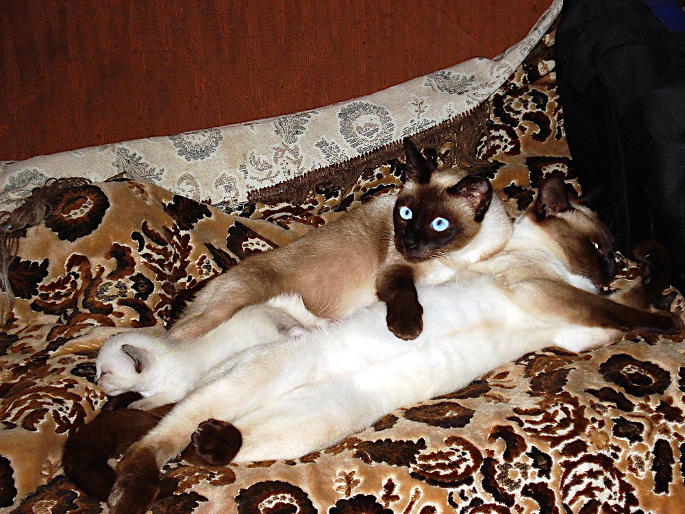 Семья