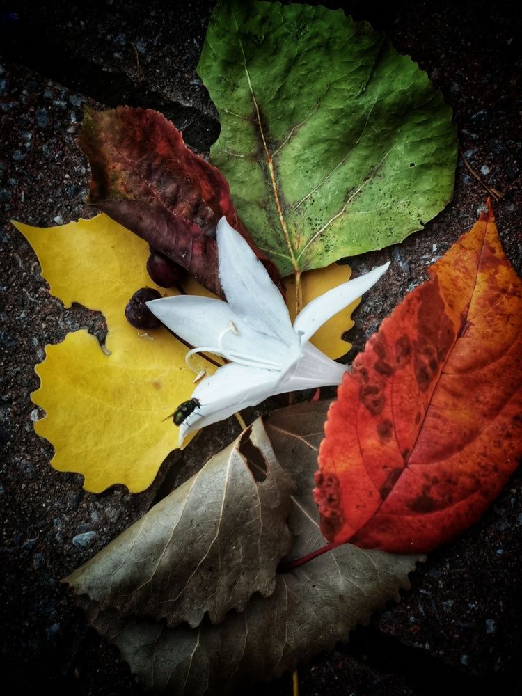Photograph by Veremeyeva Marina