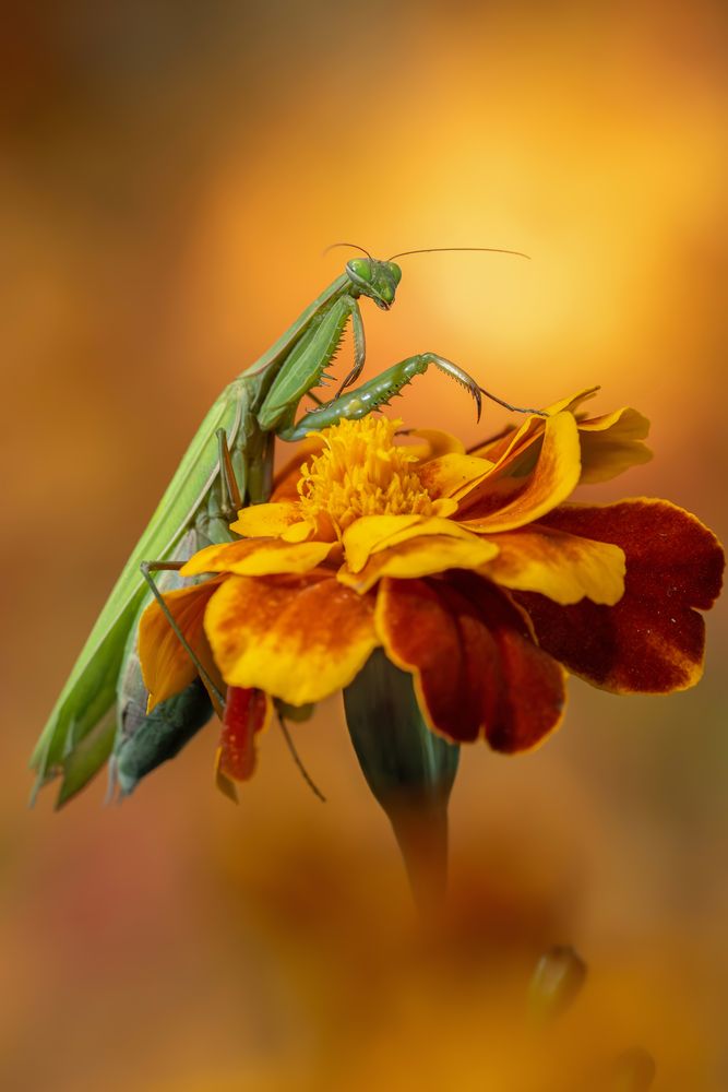 Photograph by Чепленко Алексей