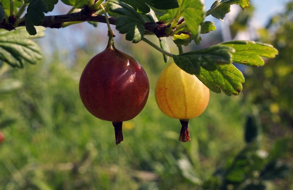 Photograph by Лена Максимкина