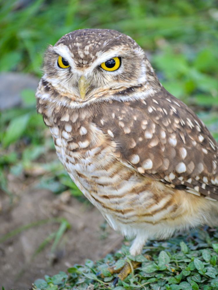 The Watchful Guardian