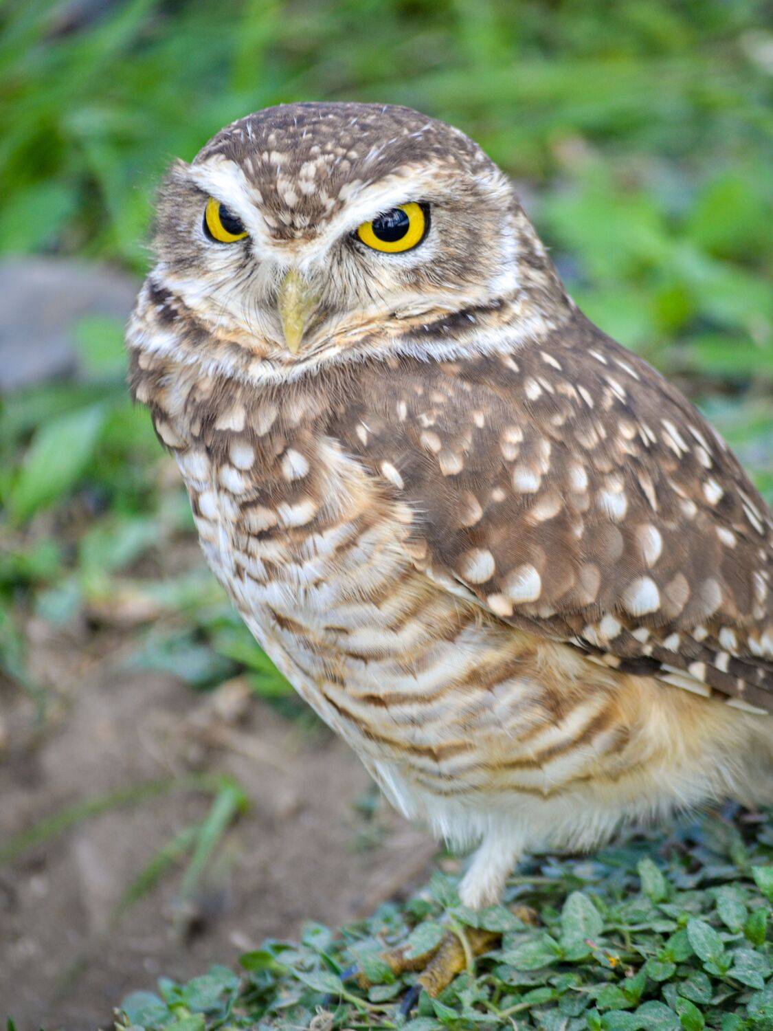 The Watchful Guardian