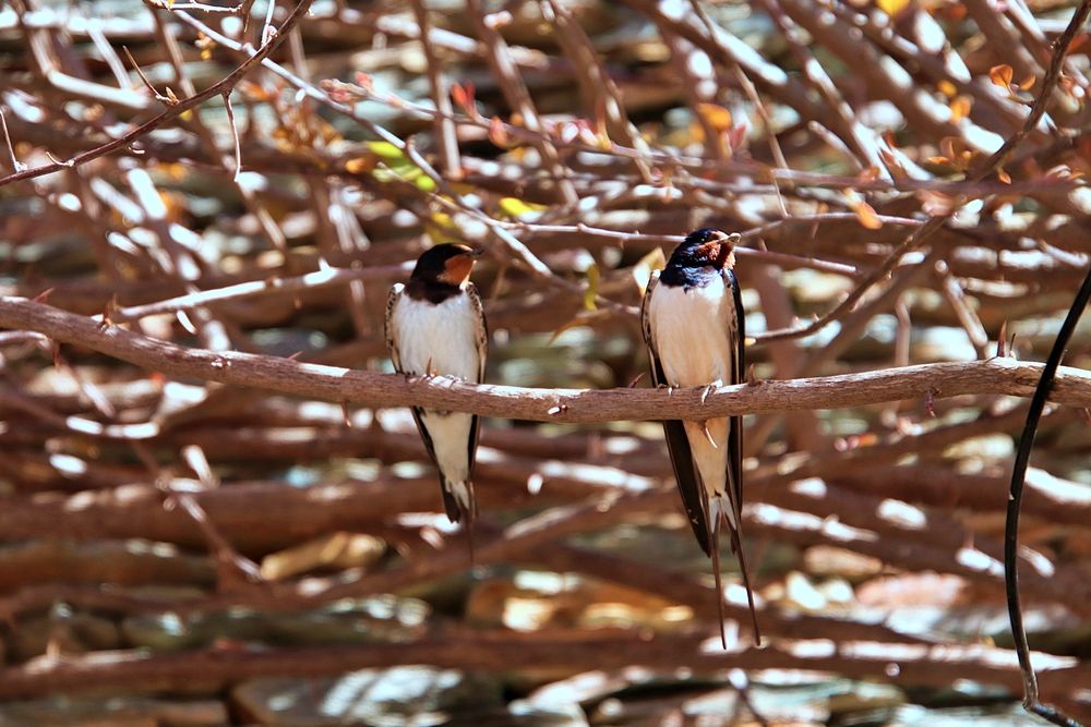 Swallows