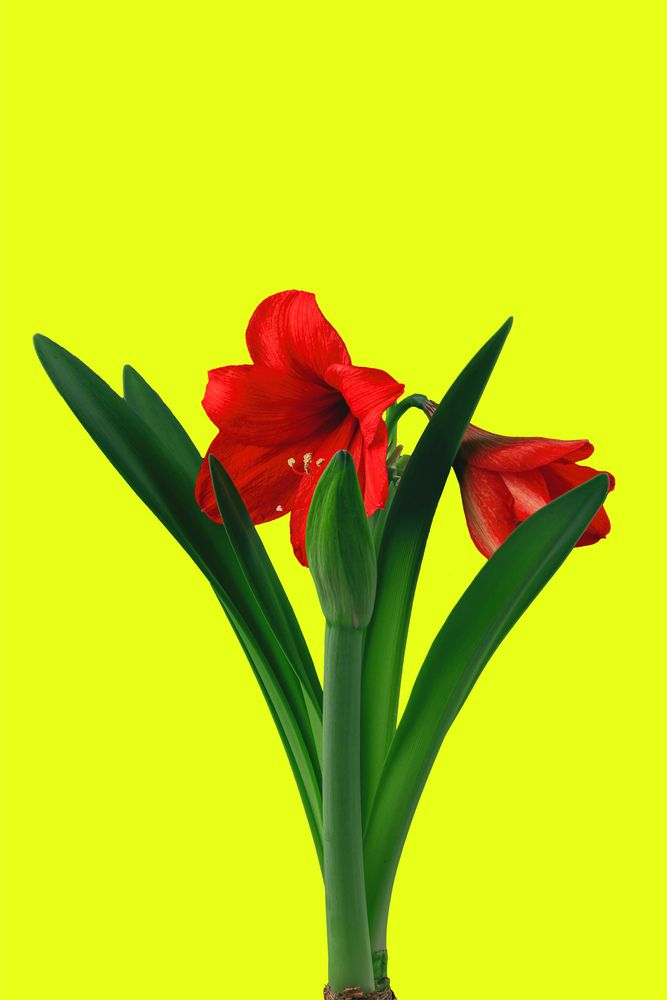 Фотография автора Elena Dementova