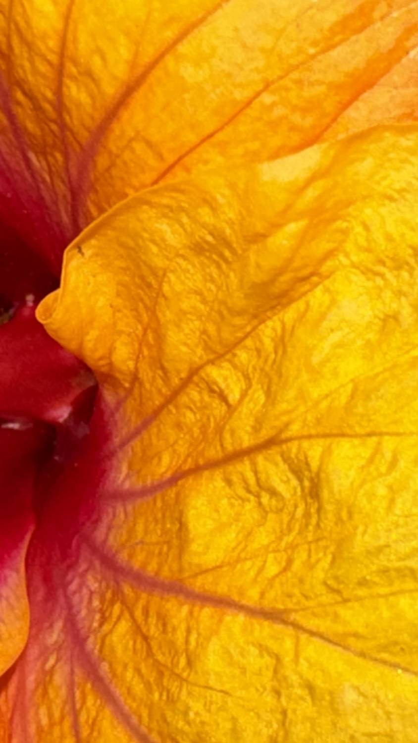 Hibiscus Red veins