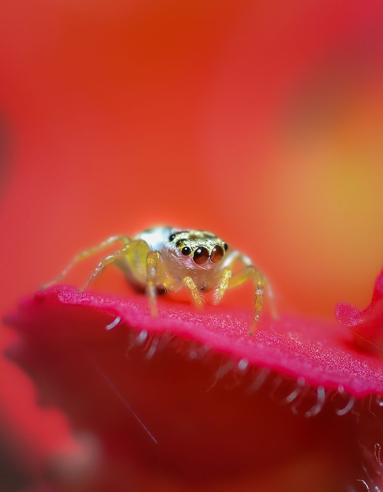 Photograph by Kasun Wickramasinghe