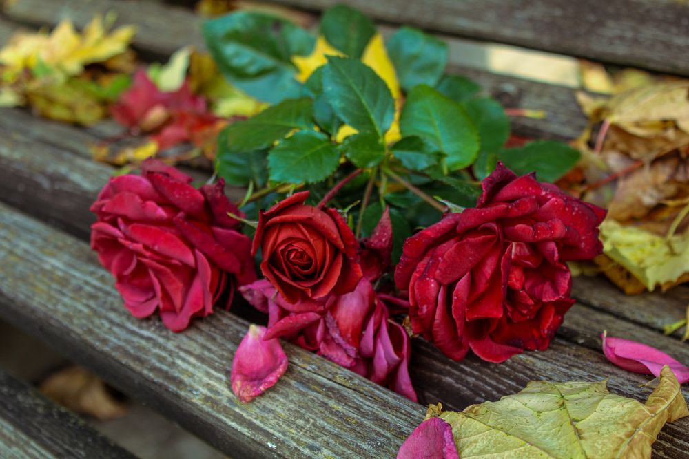 Поздние розы