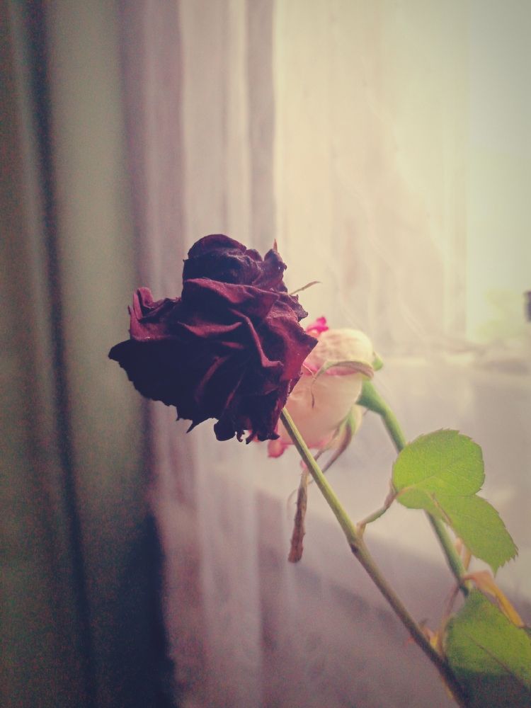 Photograph by Denis Sumin