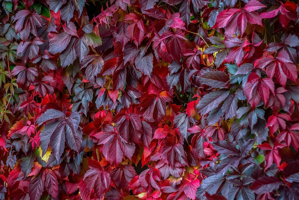 Photograph by Пушкин Сергей