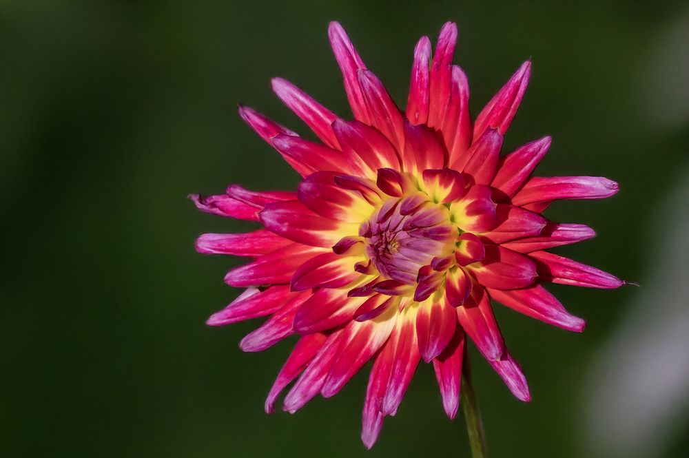 Фотография автора Jacky Weckx