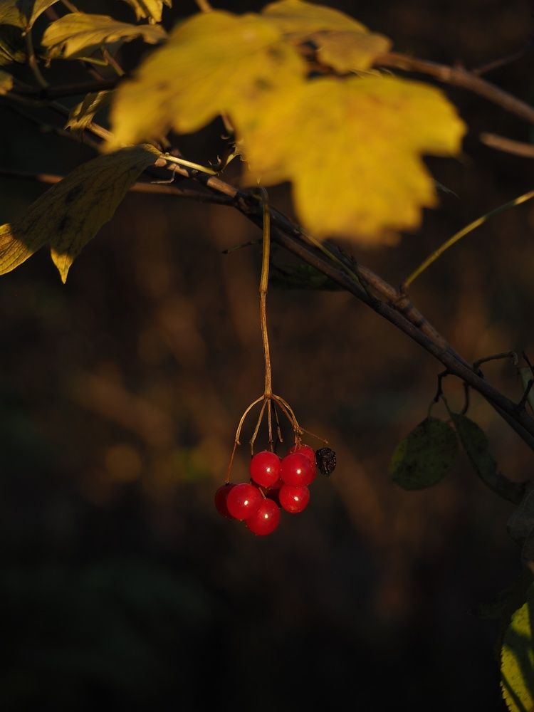 Photograph by Елена Синицына