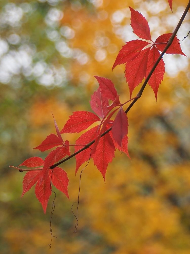 Photograph by Елена Синицына