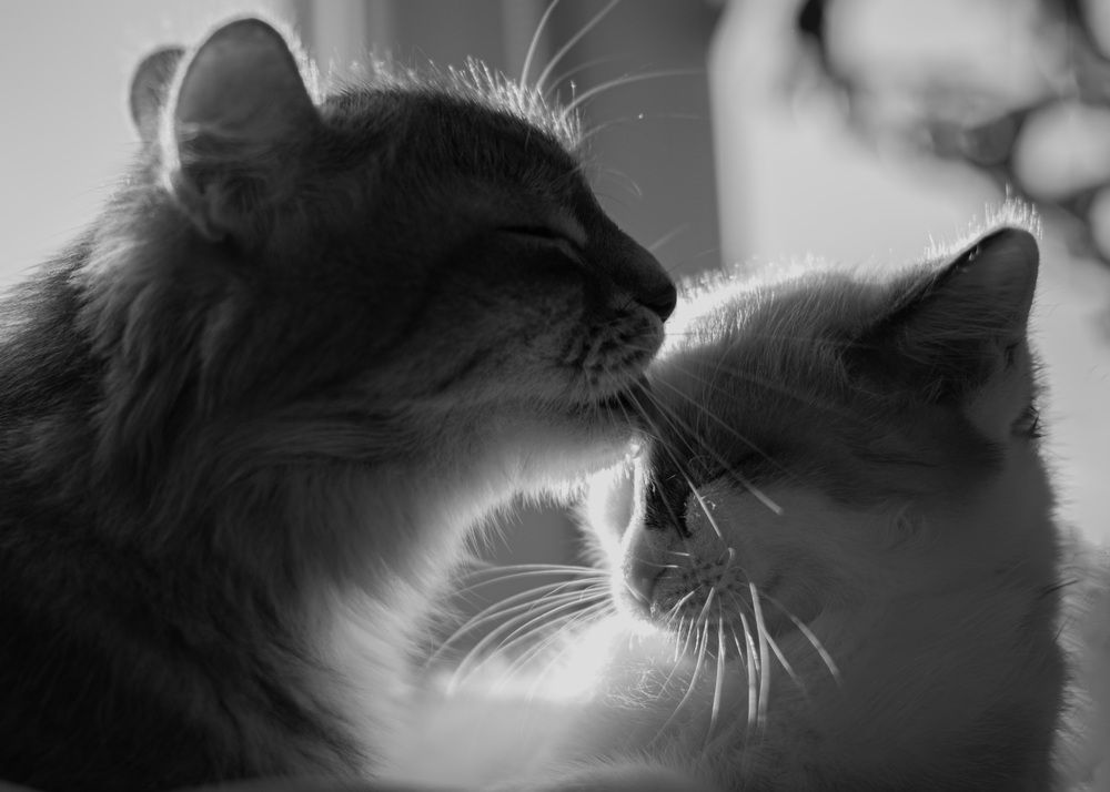 Фотография автора Марина Михайлова