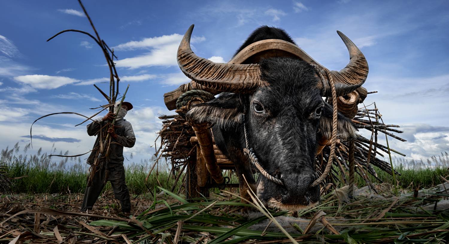 Тростниковый не сахар