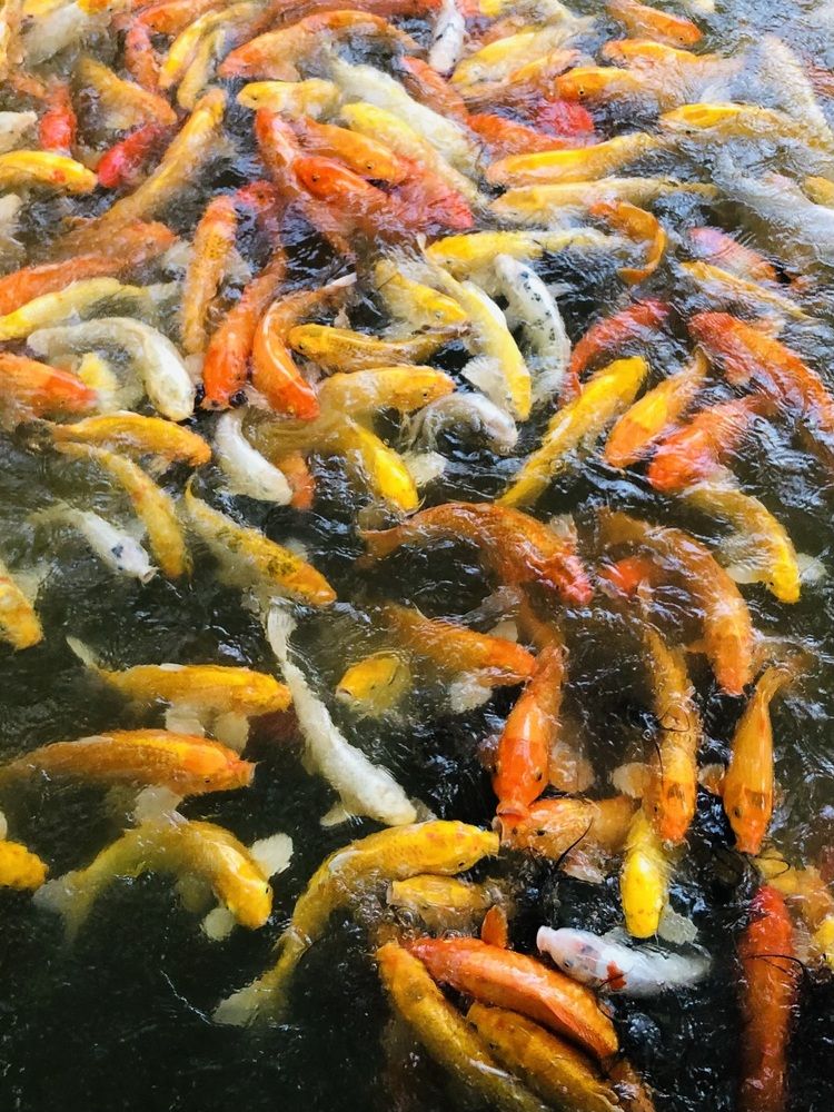 Фотография автора Kaveesha Rashmina