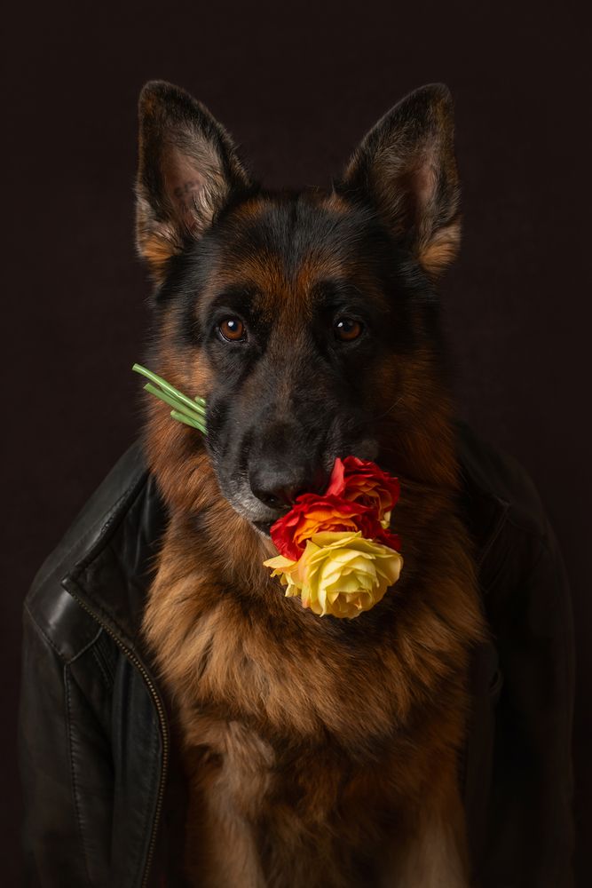 Джентельмен