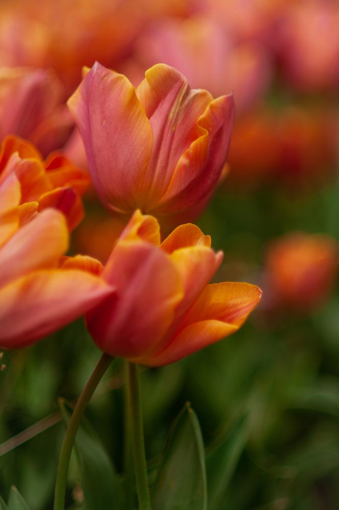 Фотография автора Ольга Кудіна