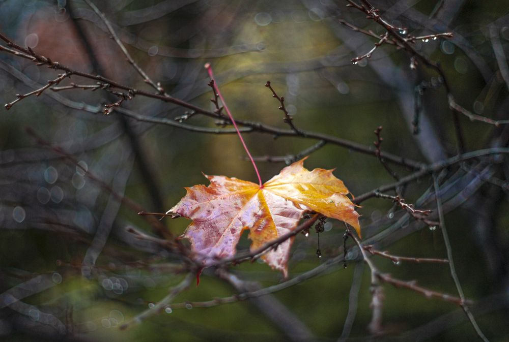 Photograph by Александр Журавлев