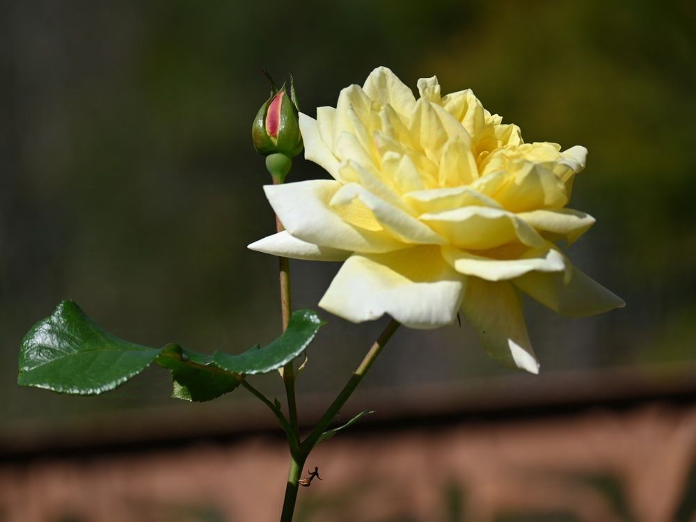 Photograph by Ljiljana Nedeljković