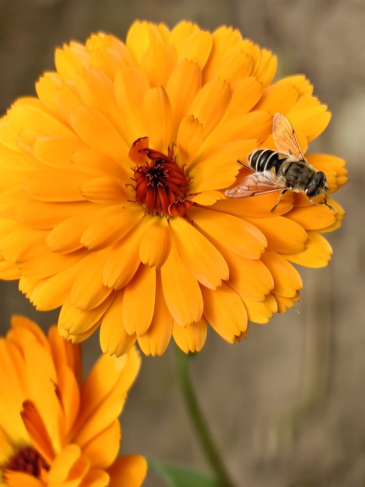 Фотография автора Оксана Шенина