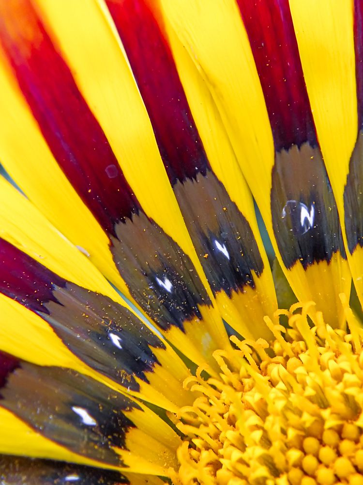 Фотография автора Наталья Алексеева