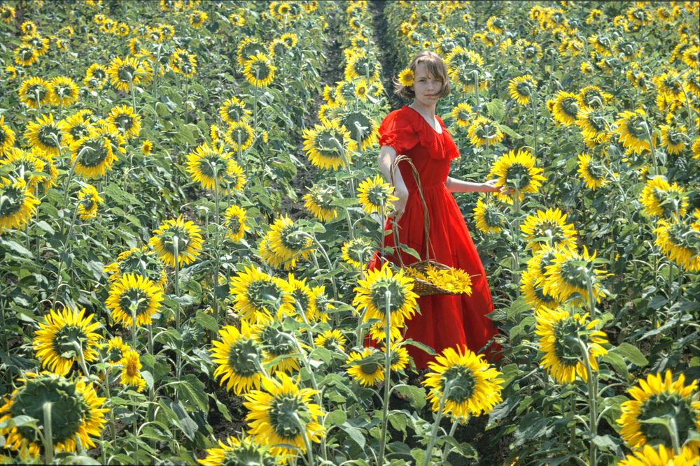 Girl in a sunflower
