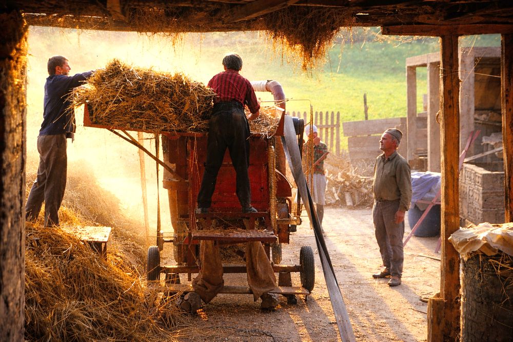 Old-fashioned threshing