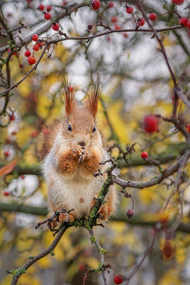 Фотография автора Чепленко Алексей