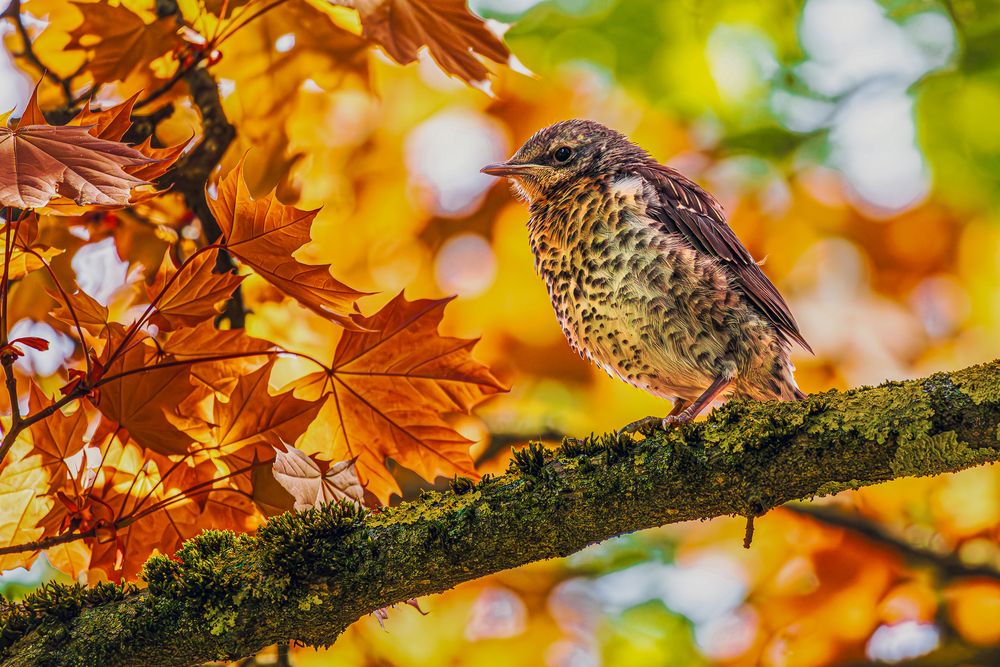 Кленовый Рябинник...)