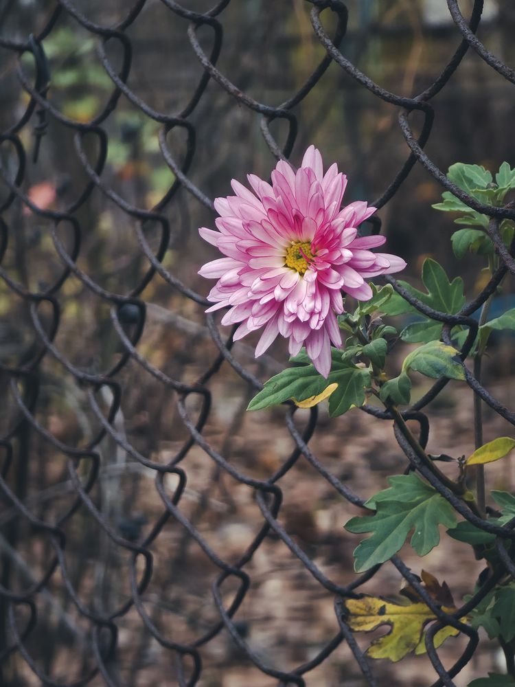 Photograph by Лилия Фролова