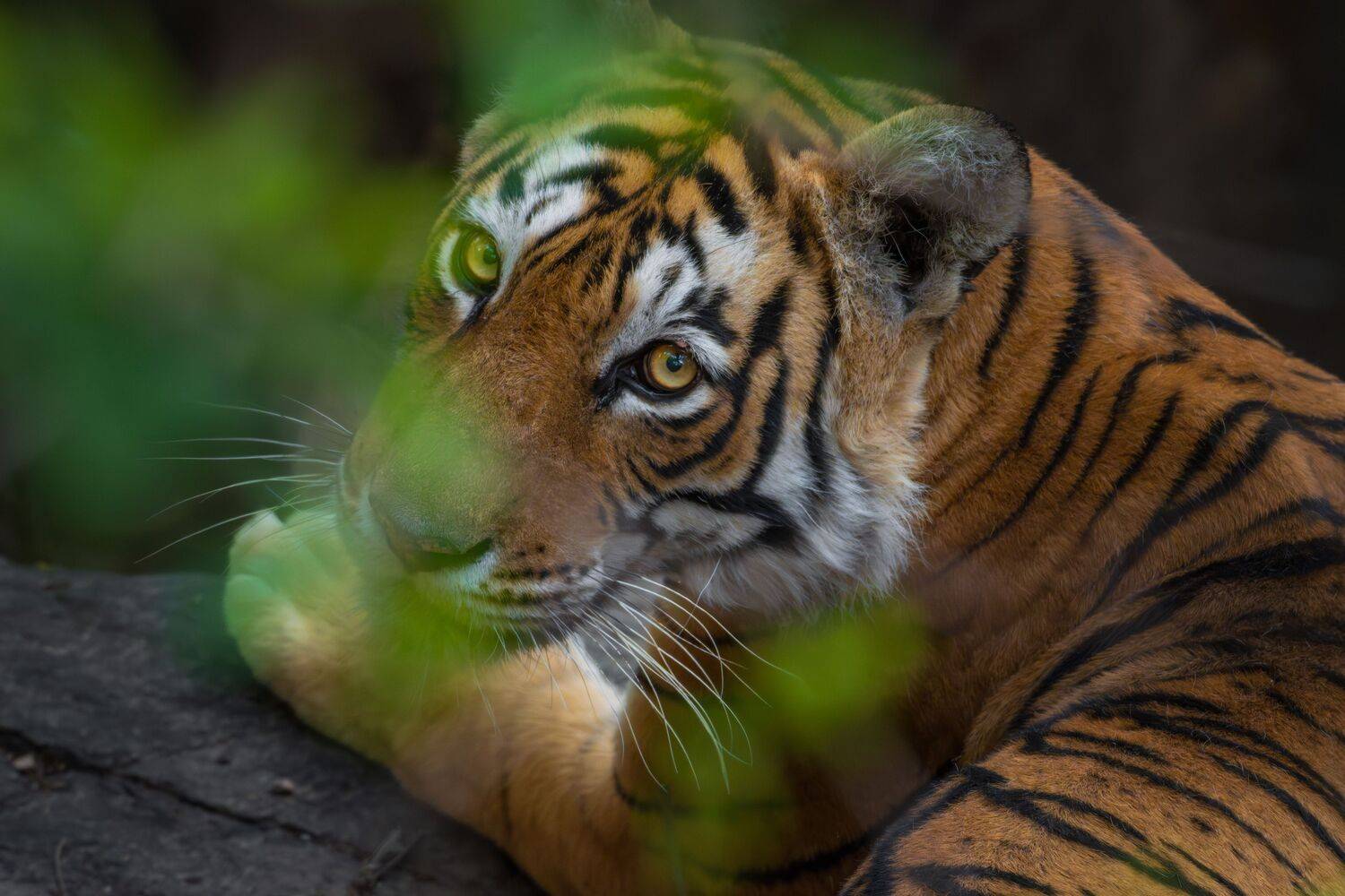 Hidden Gaze of the Jungle King