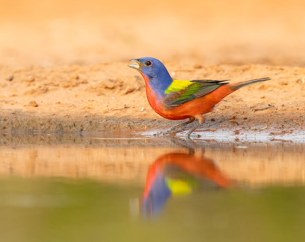 Painted bunting