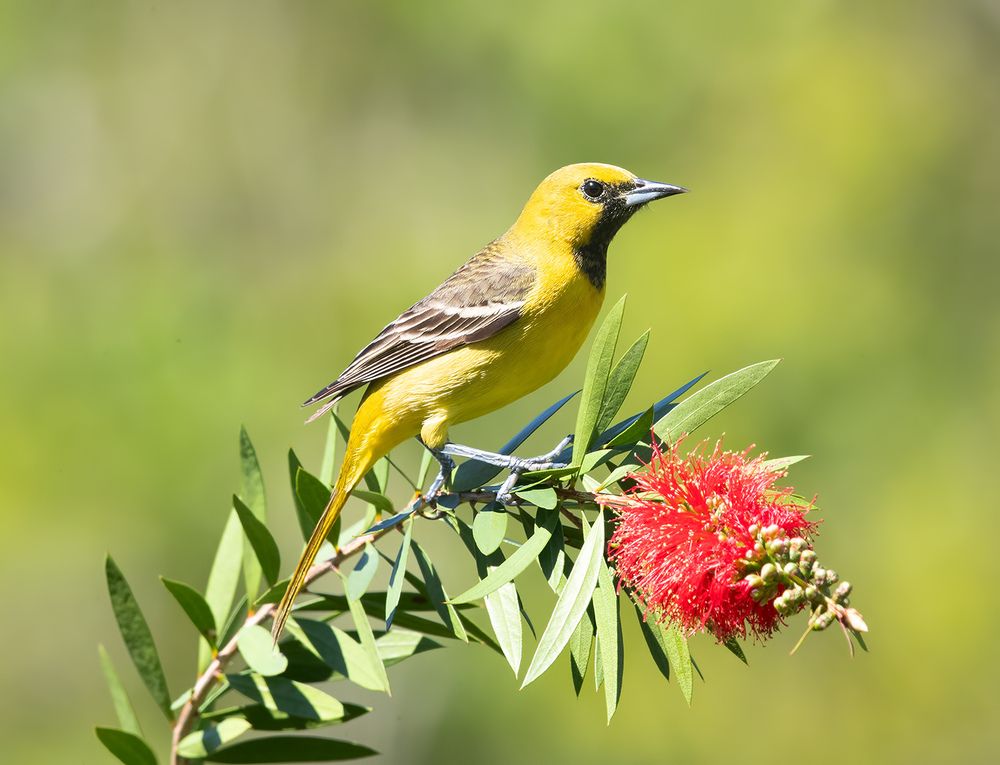Orchard Oriole