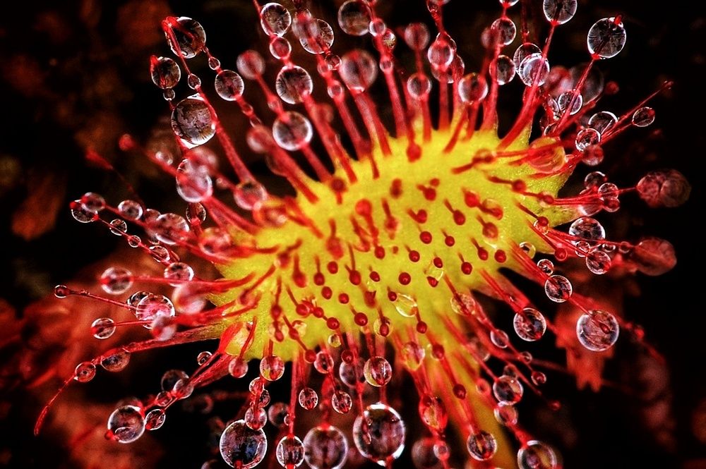 Photograph by Микрокосмос Владимир
