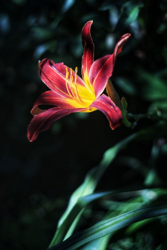 Photograph by Микрокосмос Владимир