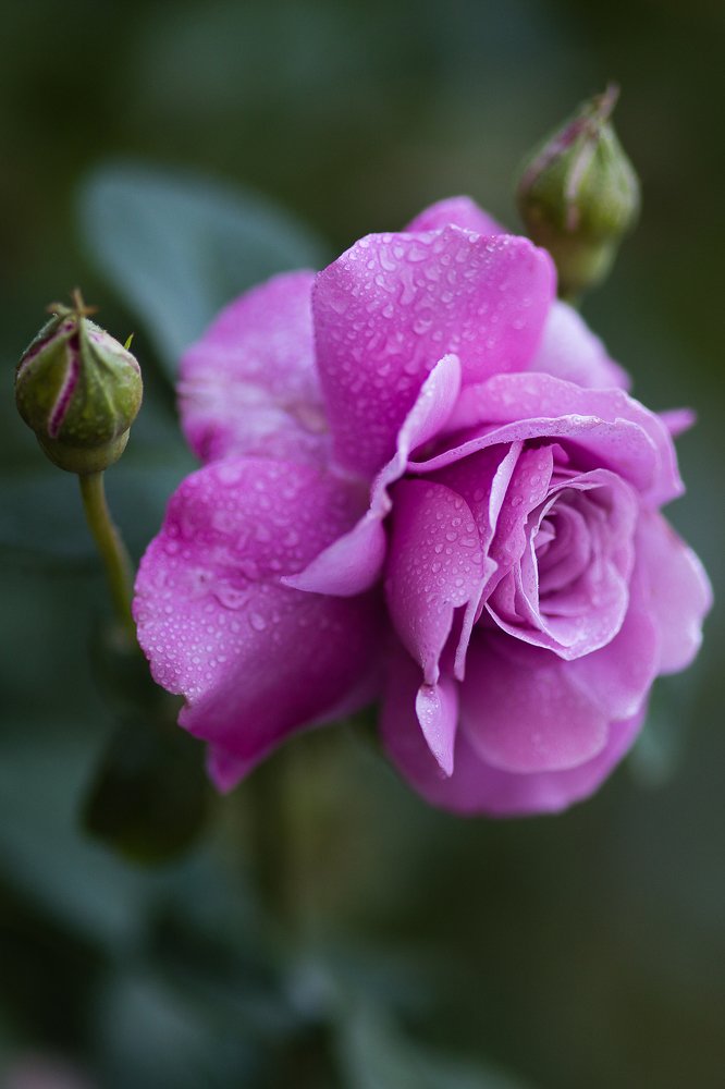 Розы средней полосы