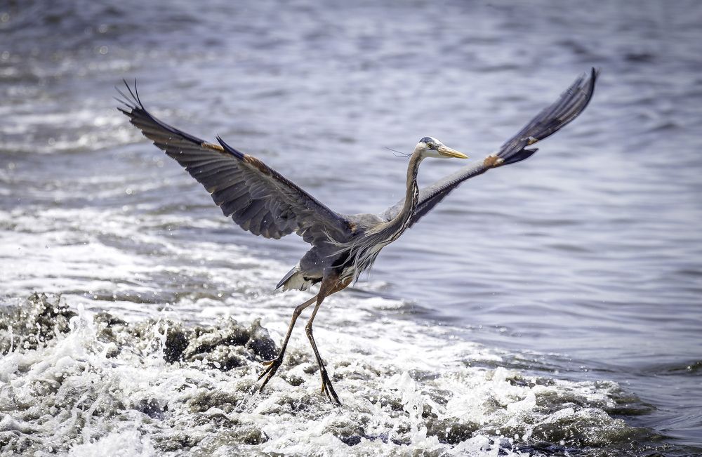 Great Blue Heron