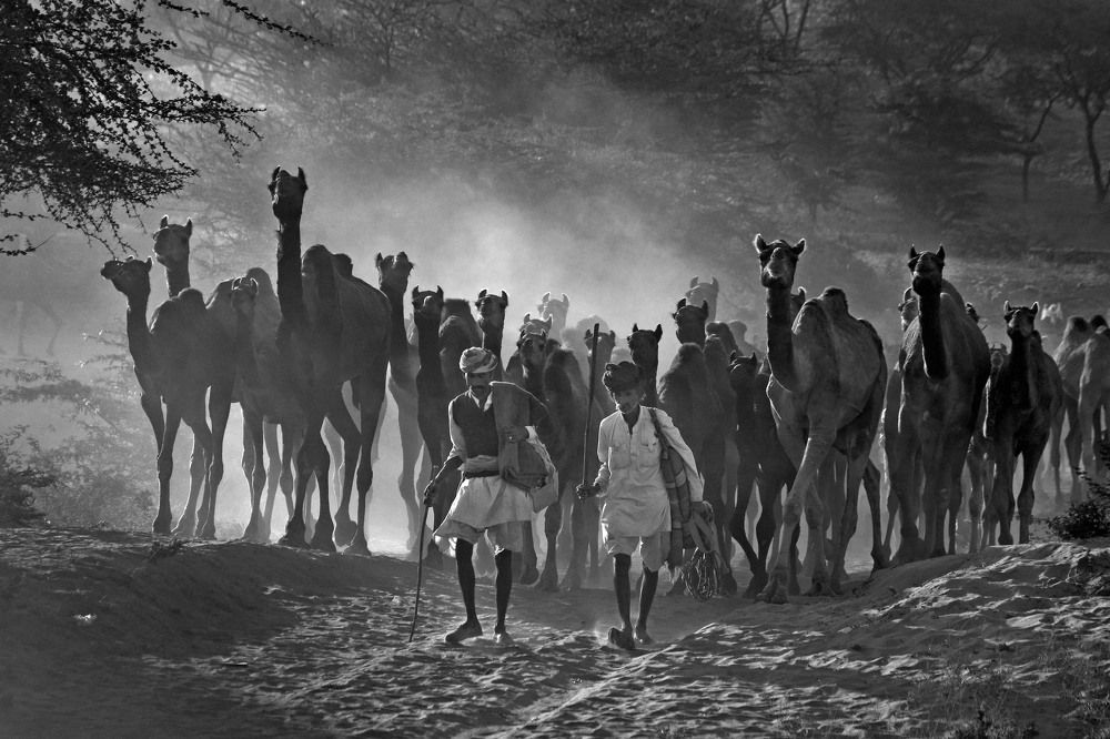 Pushkar Camel Fair