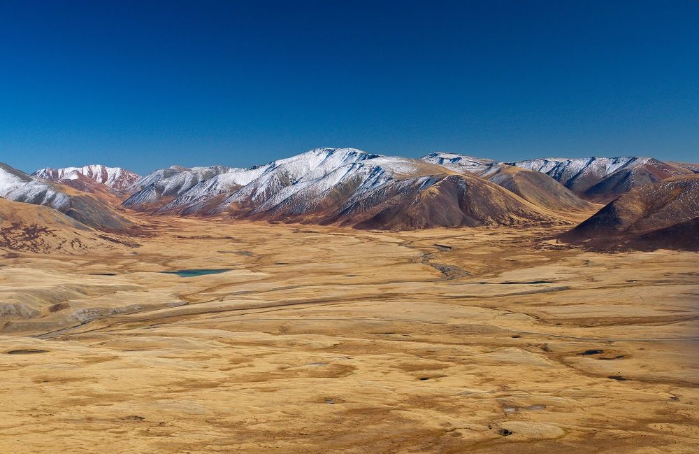 Алтайские белки