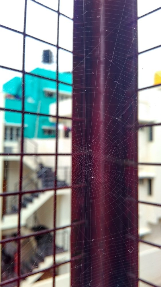 Spider web