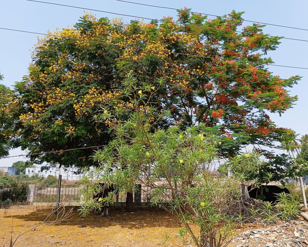 Photo #13450002