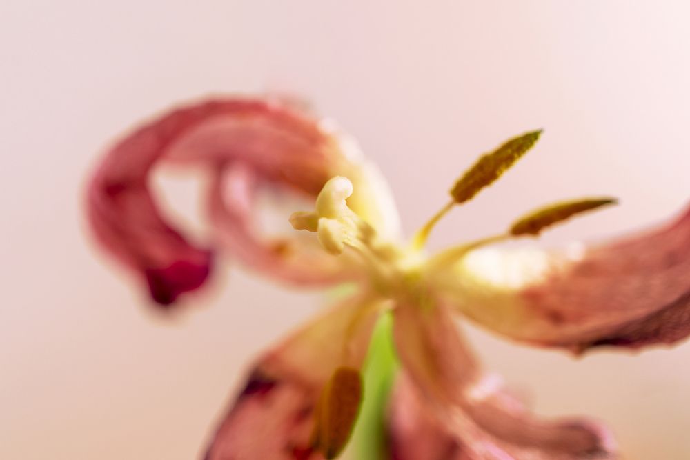 Photograph by Елена Гоосен