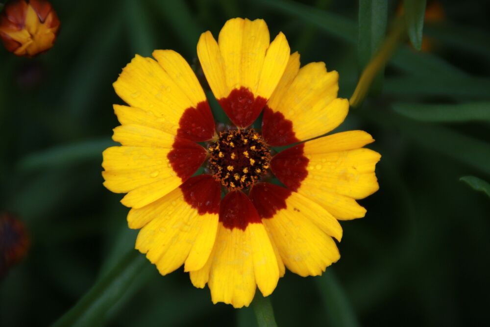 Фотография автора Светлана Терехова